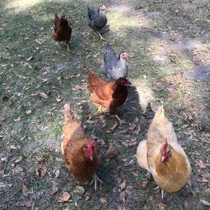 Meet your Posher, Cheryl